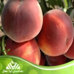 قیمت و خرید نهال هلو حاج کاظمی
