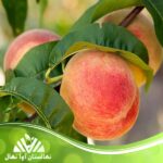 قیمت و خرید نهال هلو رد استار