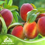 قیمت و خرید نهال هلو سرخابی
