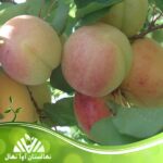 قیمت و خرید نهال هلو سفید بلاشینگ