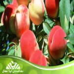 قیمت و خرید نهال هلو فرانسه