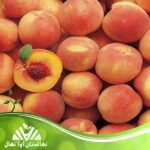 قیمت و خرید نهال هلو می کرست