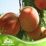 قیمت و خرید نهال هلو ولد آبادی