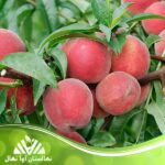 قیمت و خرید نهال هلو کرال استار