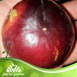 قیمت و خرید نهال آلو آنجلا Angela plum seedling