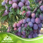 قیمت و خرید نهال آلو اختری Akhtar plum seedling