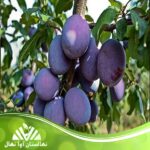 قیمت و خرید نهال آلو بخارا یا نهال آلو خرمایی