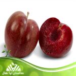 قیمت و خرید نهال آلو توسرخ Blood plum seedling