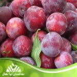 قیمت و خرید نهال آلو شرابی Wine plum seedling