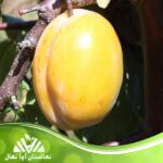 قیمت و خرید نهال آلو قطره طلا Golden drop plum seedling