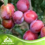 قیمت و خرید نهال آلو لومبارد Lombard plum seedlings