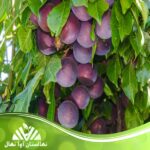 قیمت و خرید نهال آلو کالیفرنیا California plum seedlings