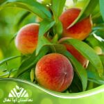 قیمت و خرید  نهال هلو آیتم استار