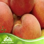 قیمت و خرید نهال هلو گلوئینک استار