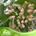 قیمت و خرید نهال پسته اوحدی