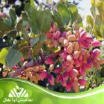 قیمت و خرید نهال پسته خنجری دامغان