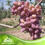 قیمت و خرید نهال پسته شاه پسند