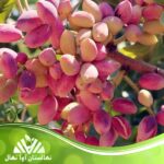 قیمت و خرید نهال پسته فندقی غفوری