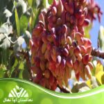 قیمت و خرید نهال پسته نوق