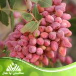 قیمت و خرید نهال پسته کله قوچی