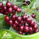 قیمت و خرید نهال گیلاس خوشه ای رژینا