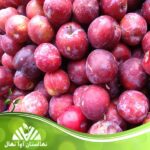 قیمت و خرید نهال آلو آلینا Alina plum seedling