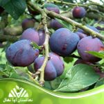 قیمت و خرید نهال آلو بلوفای Blufay plum seedling
