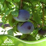 قیمت و خرید نهال آلو بلک استار Black Star plum seedling