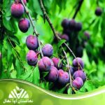 قیمت و خرید نهال آلو بوراکا Buraka plum seedling