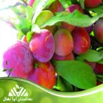 قیمت و خرید نهال آلو بوربانک Burbank plum seedling