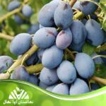 قیمت و خرید نهال آلو تخم مرغی لواسان Lavasan egg plum seedling