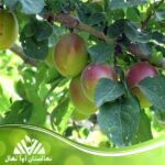 قیمت و خرید نهال آلو تنسگل Tensgal plum seedling