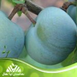 قیمت و خرید نهال آلو رین کلود Raincloud plum seedling
