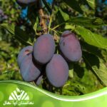 قیمت و خرید نهال آلو ساحلی Beach plum seedling