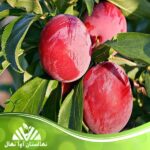 قیمت و خرید نهال آلو سانتروزا یا سانتریزه Santrosa plum seedling