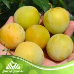 قیمت و خرید نهال آلو شایرو Shairo plum seedling