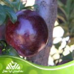 قیمت و خرید نهال آلو لاتیتیا Laetitia plum seedling