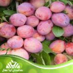 قیمت و خرید نهال آلو هانی رزا Plum seedling Hani Roza