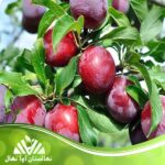 قیمت و خرید نهال آلو هاوران Havaran plum seedling
