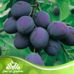 قیمت و خرید نهال آلو پرزیدنت President plum seedling
