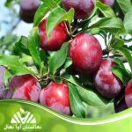 قیمت و خرید نهال آلو کاکات فروت Plum Kakat Fruit seedlings