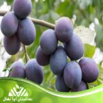 قیمت و خرید نهال آلو کهربا Amber plum seedling