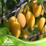 قیمت و خرید نهال آلو یلواگ