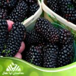قیمت و خرید نهال توت بدون استخوان Boneless berry seedlings