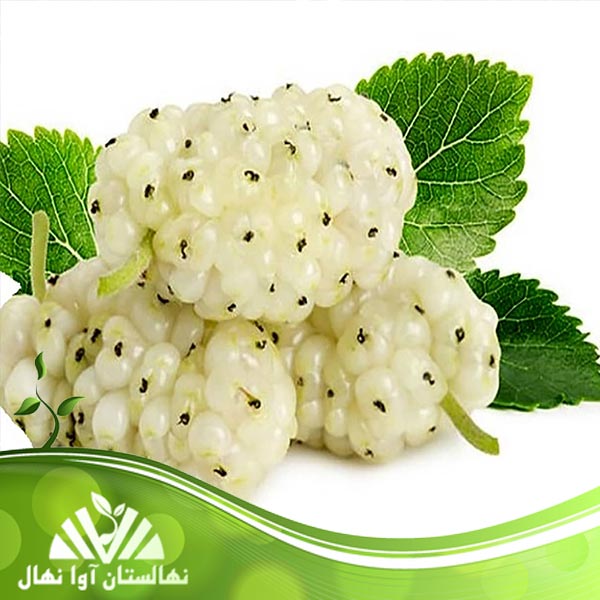 قیمت و خرید نهال توت سفید هرات Herat white mulberry seedlings