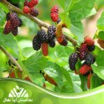 قیمت و خرید نهال توت قرمز Red mulberry seedling