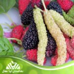 قیمت و خرید نهال توت موزی سفید و قرمز White and red banana berry seedlings