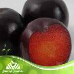 قیمت و خرید نهال آلو بلک دیاموند Black Diamond plum seedling