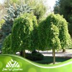 قیمت و خرید نهال توت مجنون Crazy mulberry seedling