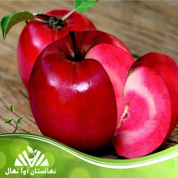 قیمت و خرید نهال سیب توسرخ Red apple seedling